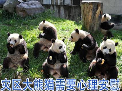 四川地震熊猫爬树躲避,汶川地震时受惊的熊猫