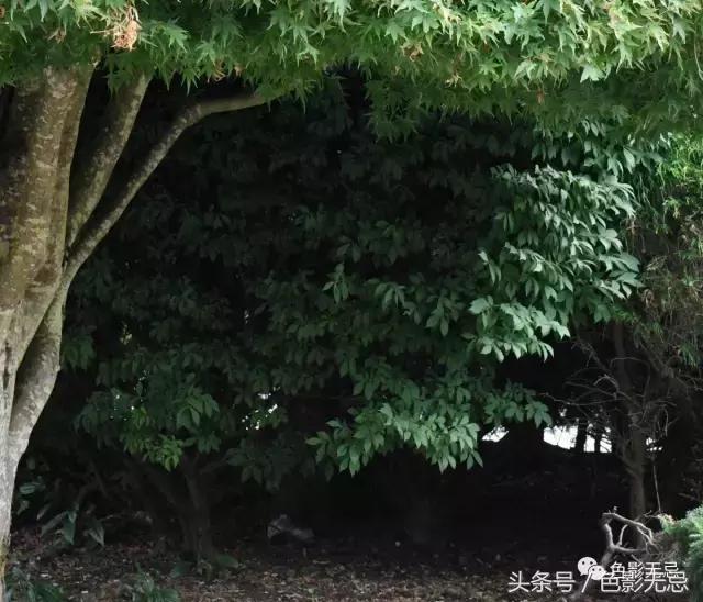 尼康d850数码单反摄影圣经,尼康d850的深度评价