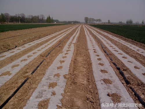 大棚草莓膜下微喷系统如何使用,草莓如何种植灌溉能提高产量?