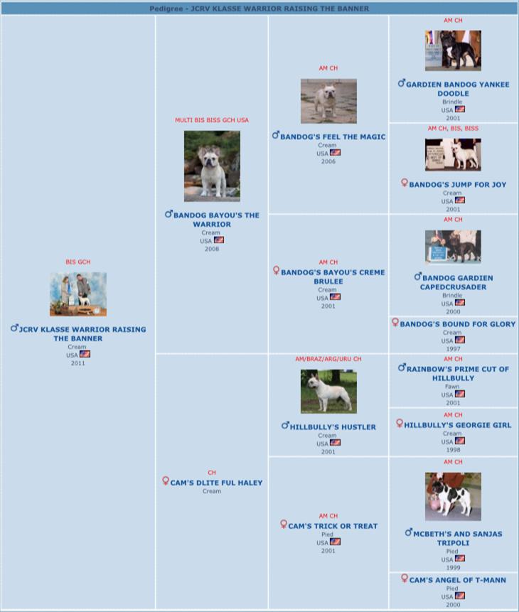 美国西敏寺犬展金毛,美国西敏寺博美犬展