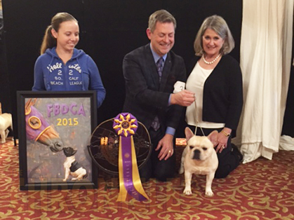 美国西敏寺犬展金毛,美国西敏寺博美犬展