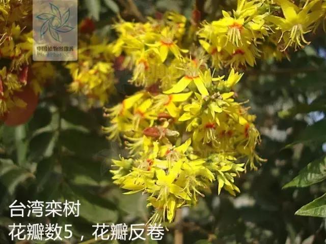 栾树落叶乔木,栾树复羽叶是什么意思