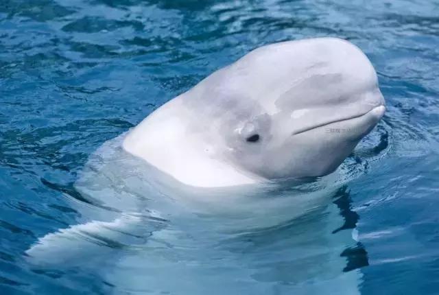 居游大事|金秋套票正式发售啦!这次两个套票任你选!