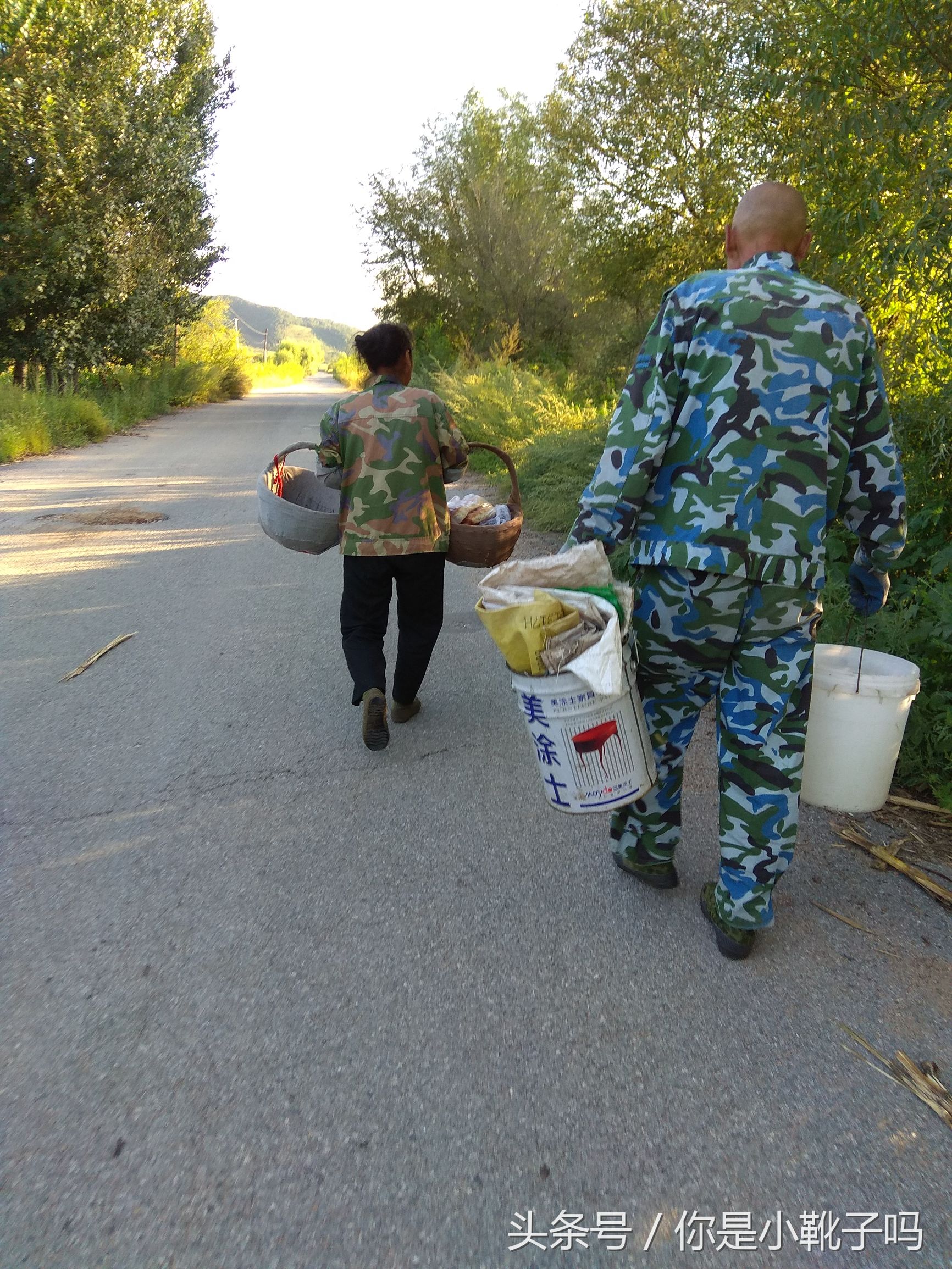 一年一次的榛子采摘又开始啦,榛子这样的坚果采摘非常麻烦