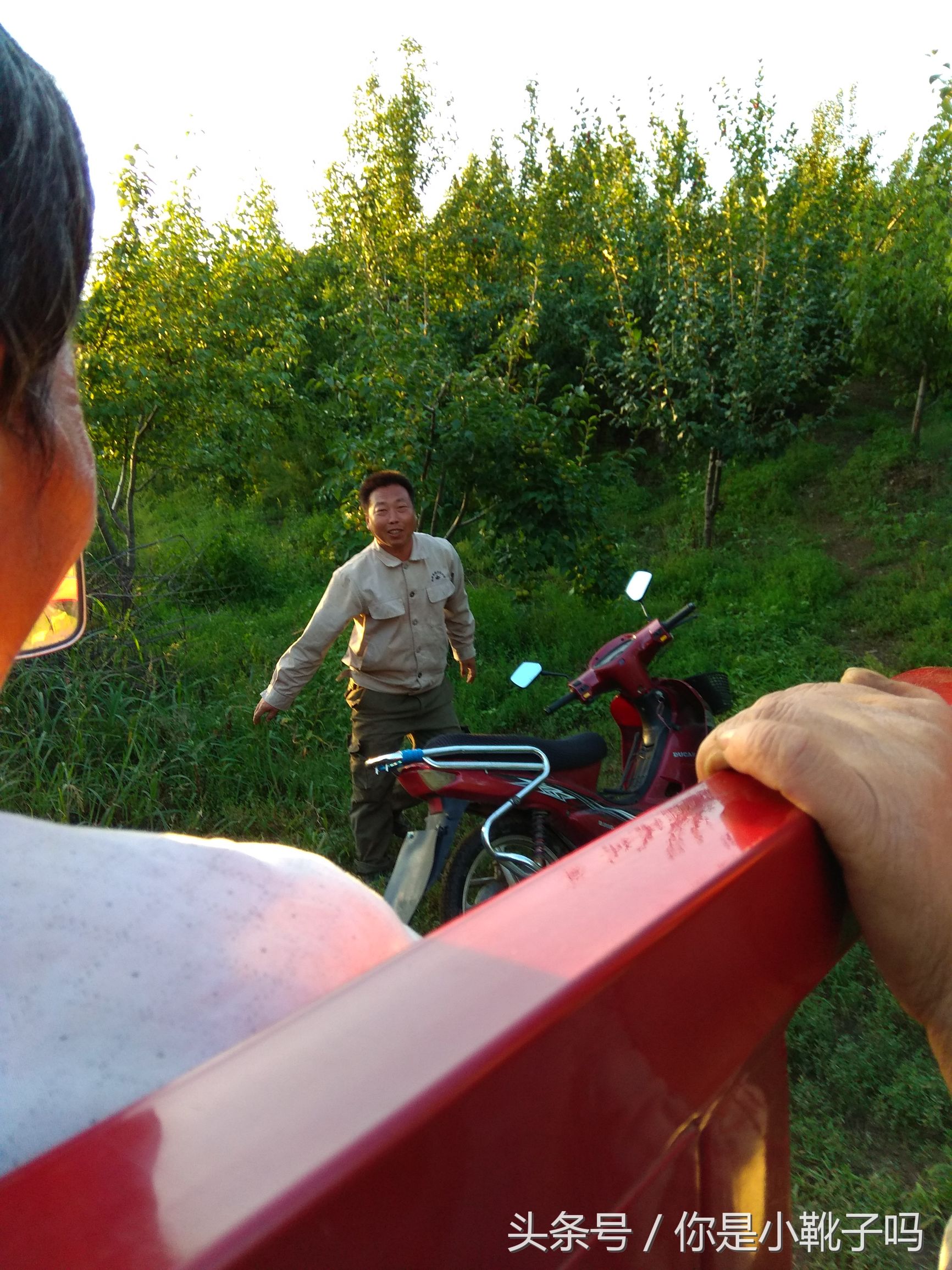 一年一次的榛子采摘又开始啦,榛子这样的坚果采摘非常麻烦