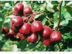 男士减肥期吃什么食物越吃越瘦,哪些低热量食物既能饱腹又能减肥