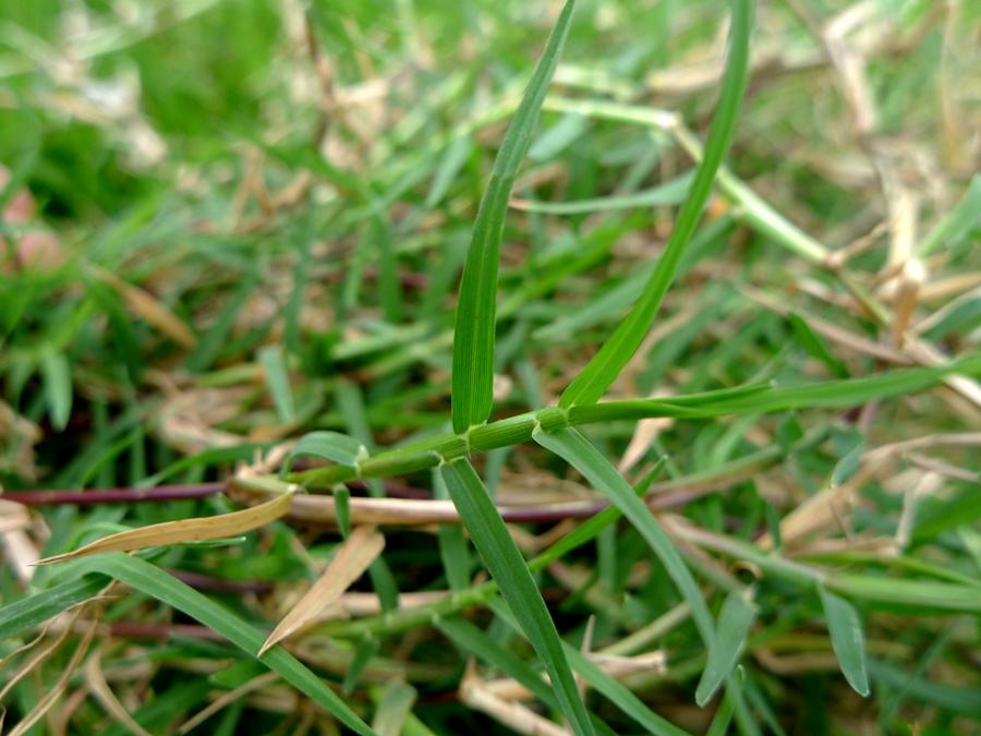 城市农村随处可得的中草药,治风湿痿痹拘挛跌打劳伤