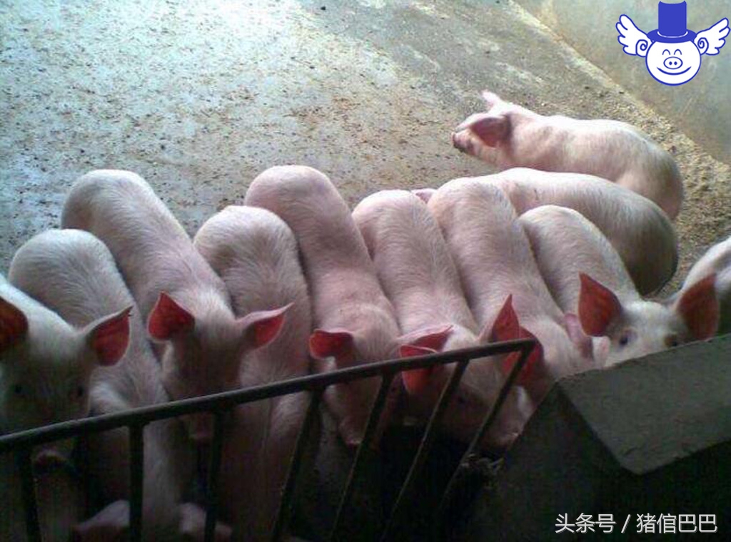 刚出生仔猪四肢无力趴着站不起来,哺乳仔猪后腿站不起来是什么病