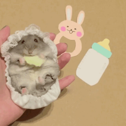 一只萌萌的吃货仓鼠,在角色扮演,还不忘记爪子里的好吃的