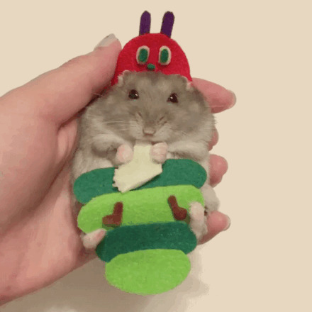 一只萌萌的吃货仓鼠,在角色扮演,还不忘记爪子里的好吃的