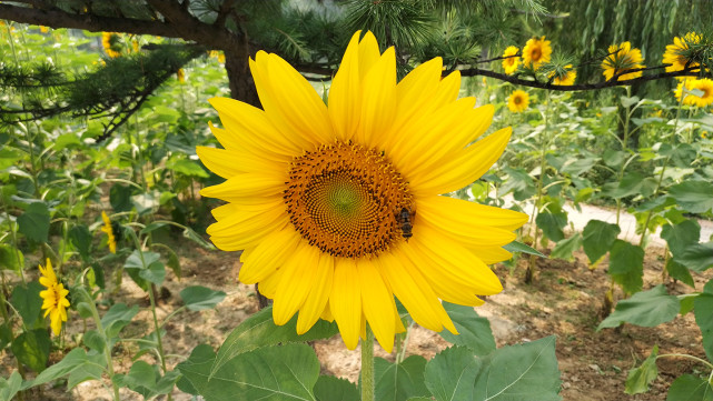 18:9比例的直屏手机,18.9全面屏手机推荐