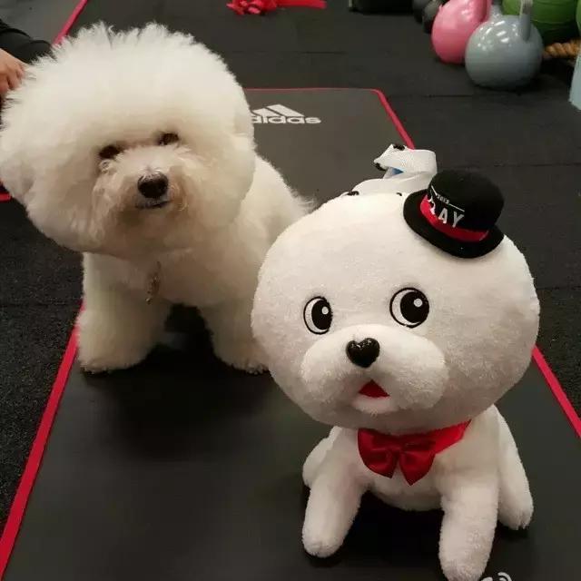 这些宠物都在背LV，你还敢抱怨自己像狗一样累？