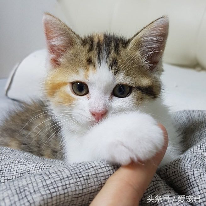 猫咪一直打喷嚏什么原因,猫咪打喷嚏什么原因