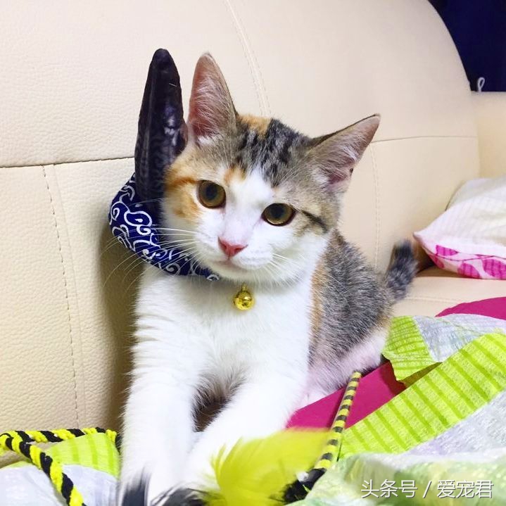 猫咪一直打喷嚏什么原因,猫咪打喷嚏什么原因