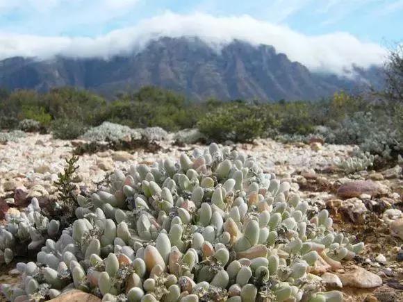 南非秘宝,遗落在世间的宝藏