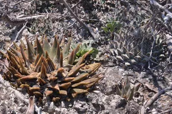 南非秘宝,遗落在世间的宝藏