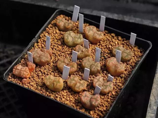 南非秘宝,遗落在世间的宝藏