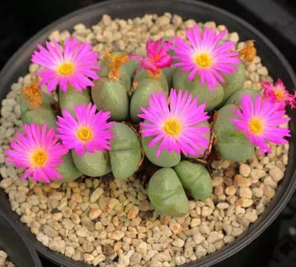 南非秘宝,遗落在世间的宝藏