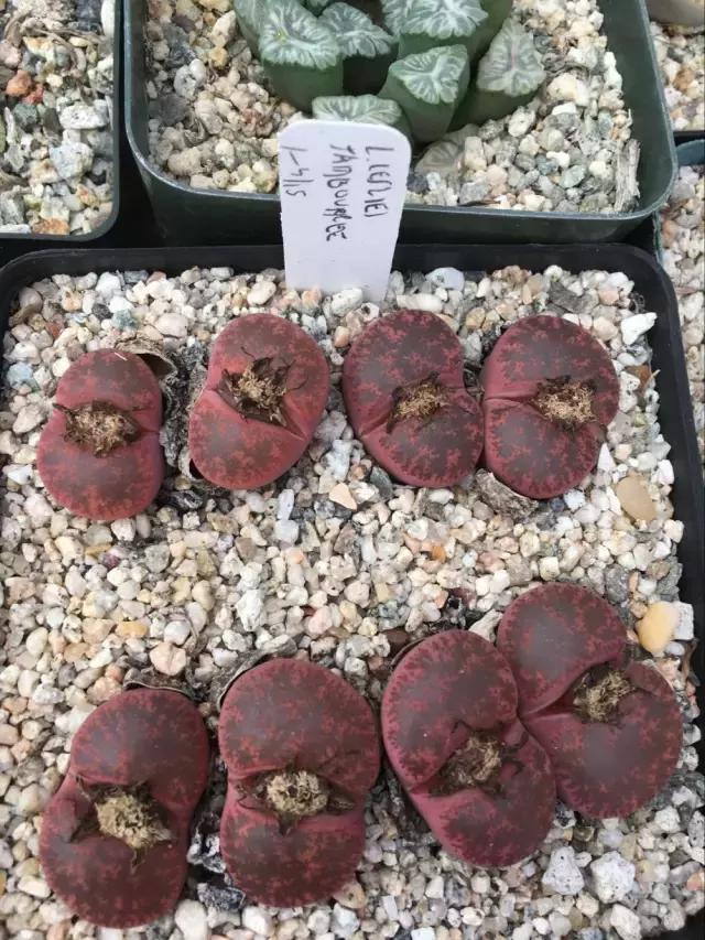 南非秘宝,遗落在世间的宝藏