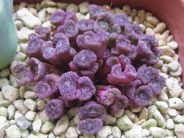 南非秘宝,遗落在世间的宝藏