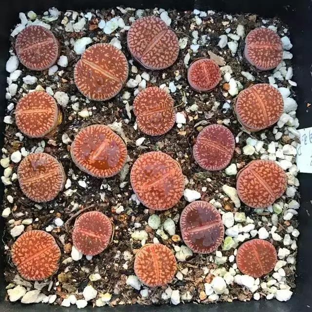 南非秘宝,遗落在世间的宝藏