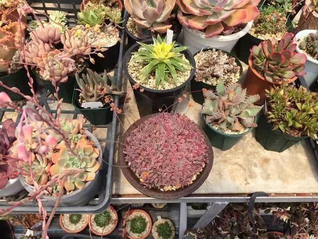 南非秘宝,遗落在世间的宝藏