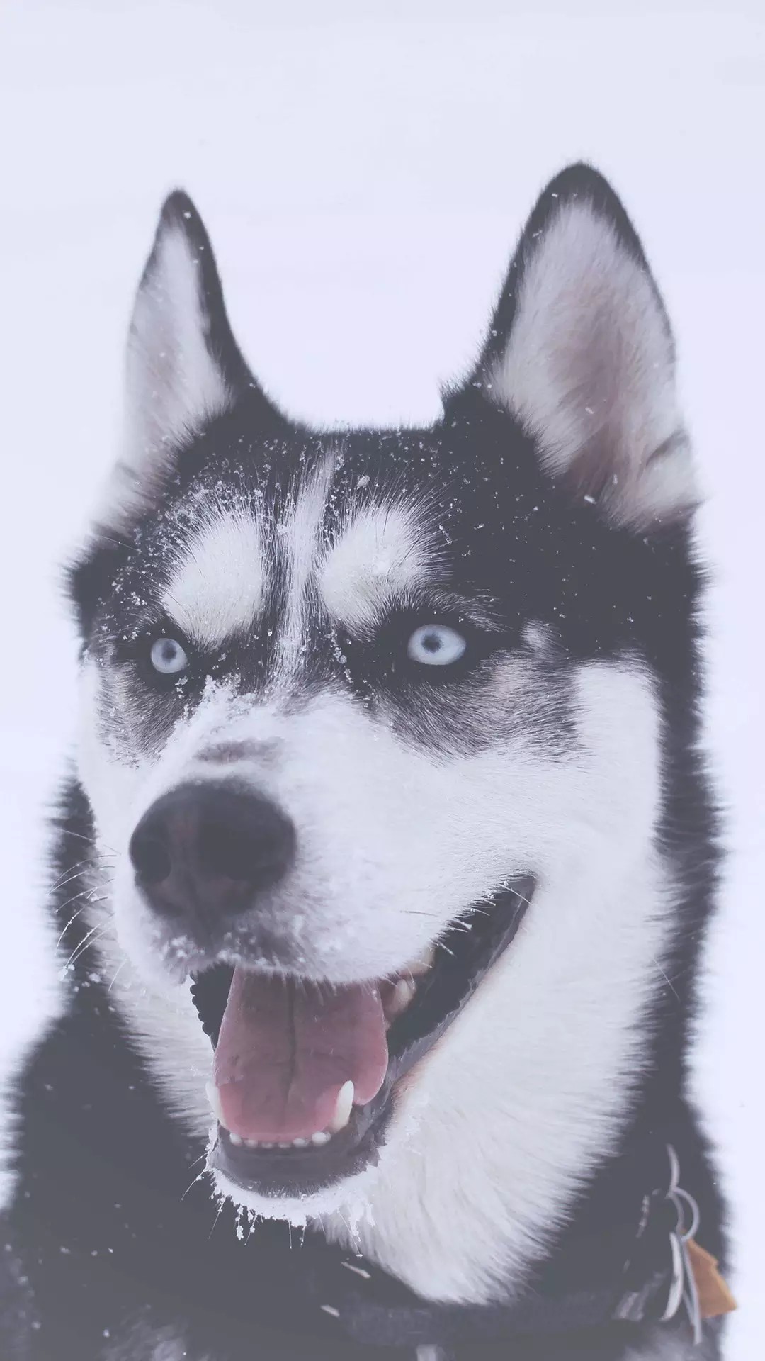 超多高清好看的壁纸,归来的奥特曼壁纸