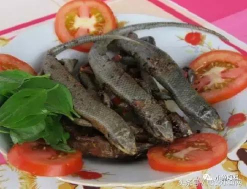 在闽南不仅有四脚蛇,还有四脚鱼,也叫“中国火龙”!