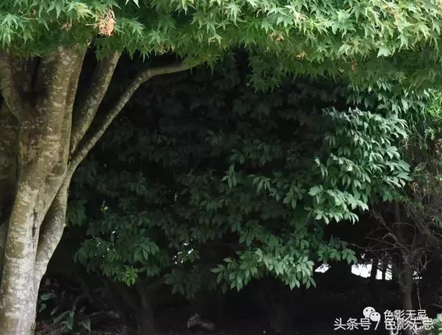 尼康d850数码单反摄影圣经,尼康d850的深度评价