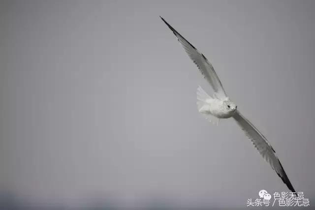 尼康d850数码单反摄影圣经,尼康d850的深度评价