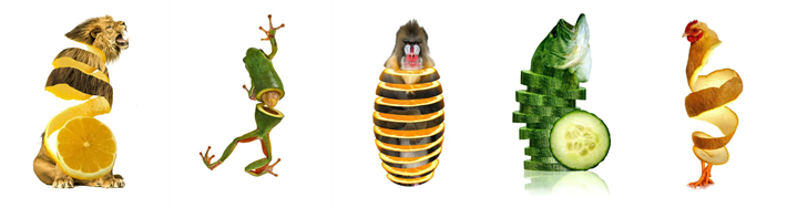 蔬果动物造型创意作品简单,灵感脑洞大开的动物创意合成