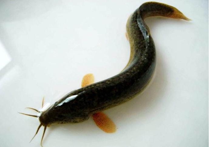 青鱼和鲢鱼的区别图片,和鳙鱼相似的鱼有哪些