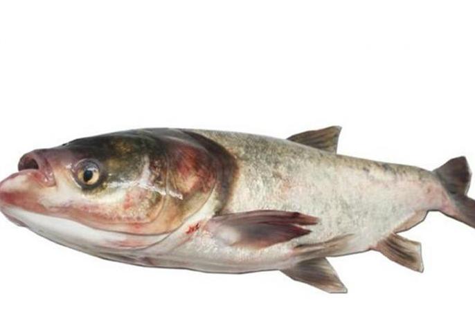 青鱼和鲢鱼的区别图片,和鳙鱼相似的鱼有哪些