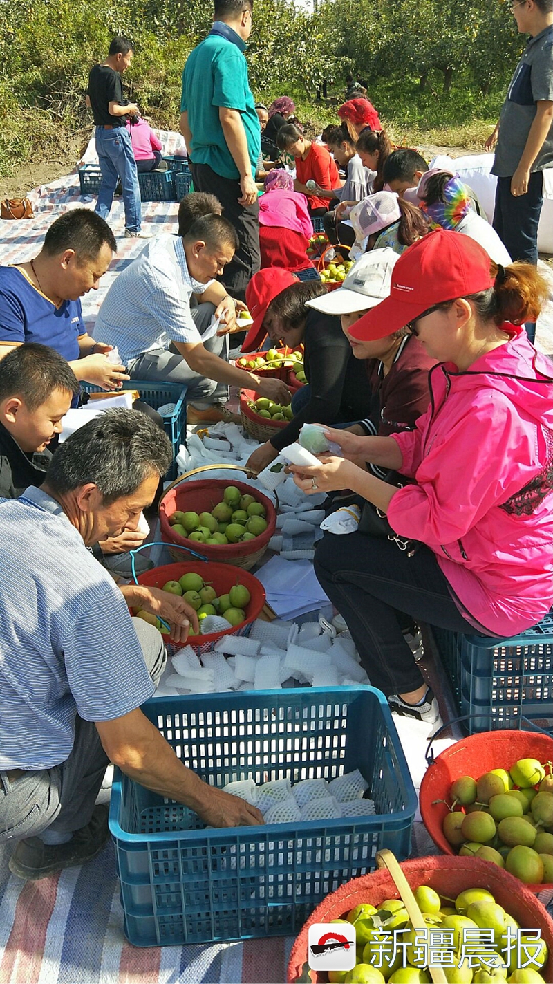 库尔勒香梨100箱,库尔勒40余万亩香梨试采摘