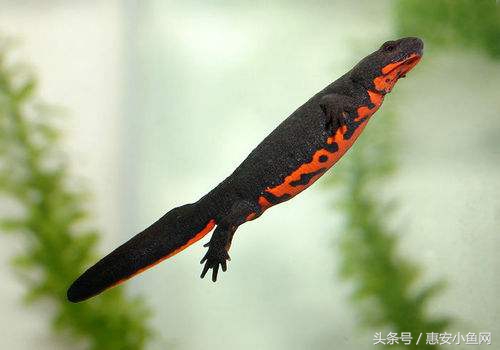 在闽南不仅有四脚蛇,还有四脚鱼,也叫“中国火龙”!