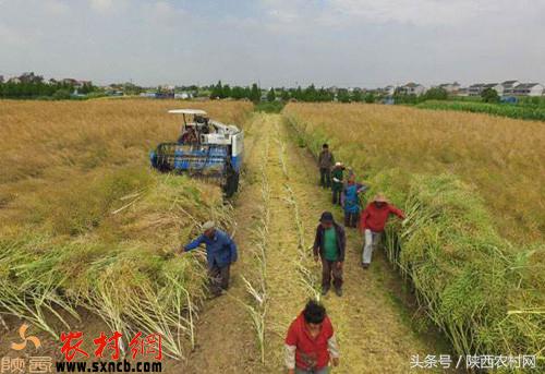 农村有哪些小项目创业,农村好点子