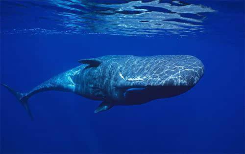 鲸类进化史上最让人惊叹的事,鲸类和灵长类