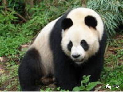 四川地震熊猫爬树躲避,汶川地震时受惊的熊猫