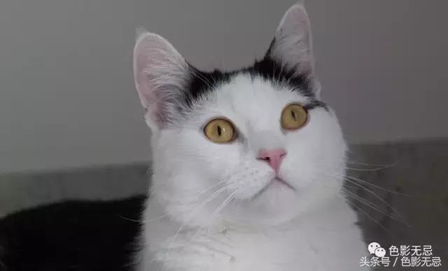 尼康d850数码单反摄影圣经,尼康d850的深度评价