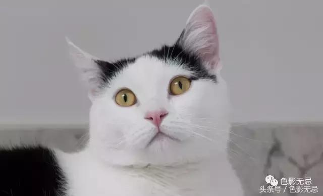 尼康d850数码单反摄影圣经,尼康d850的深度评价