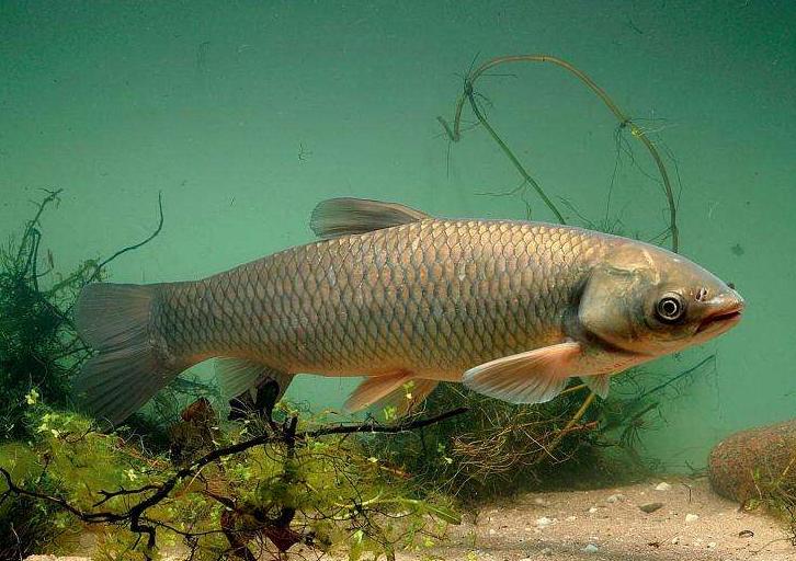 青鱼和鲢鱼的区别图片,和鳙鱼相似的鱼有哪些