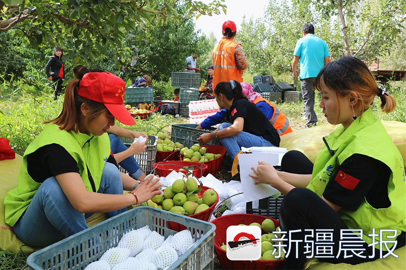 库尔勒香梨100箱,库尔勒40余万亩香梨试采摘