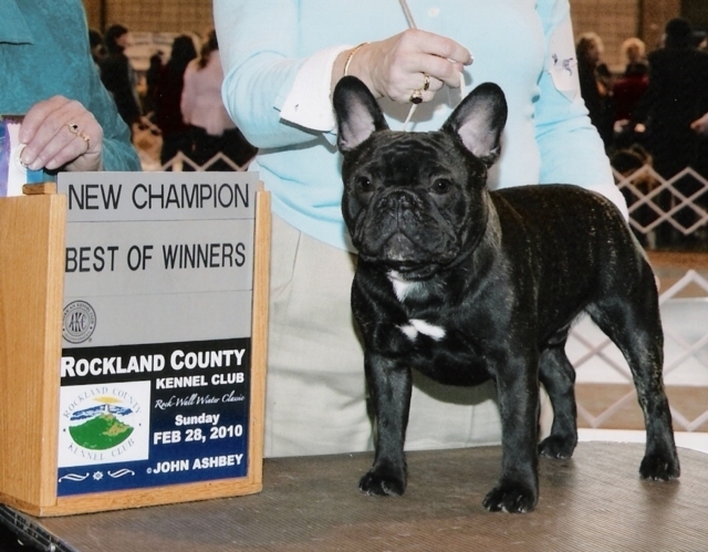 美国西敏寺犬展金毛,美国西敏寺博美犬展
