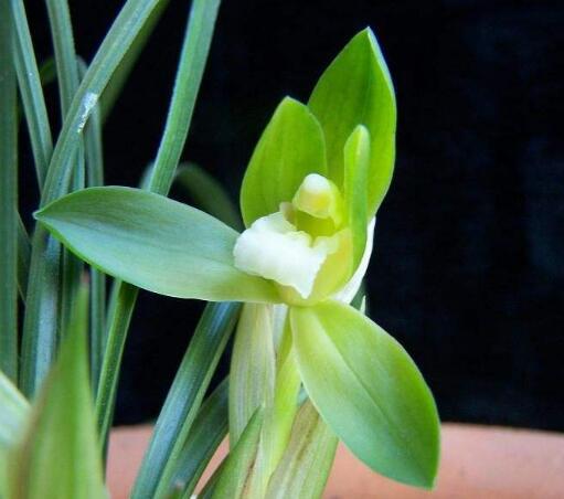 捡来的野生兰花,砍柴发现一棵兰花