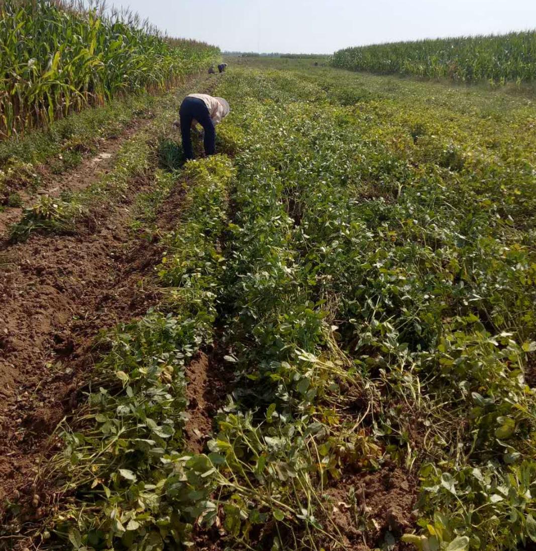 花生最新收购价格表,花生丰收后卖不出去