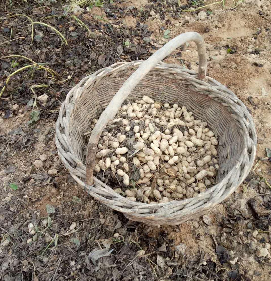 花生最新收购价格表,花生丰收后卖不出去