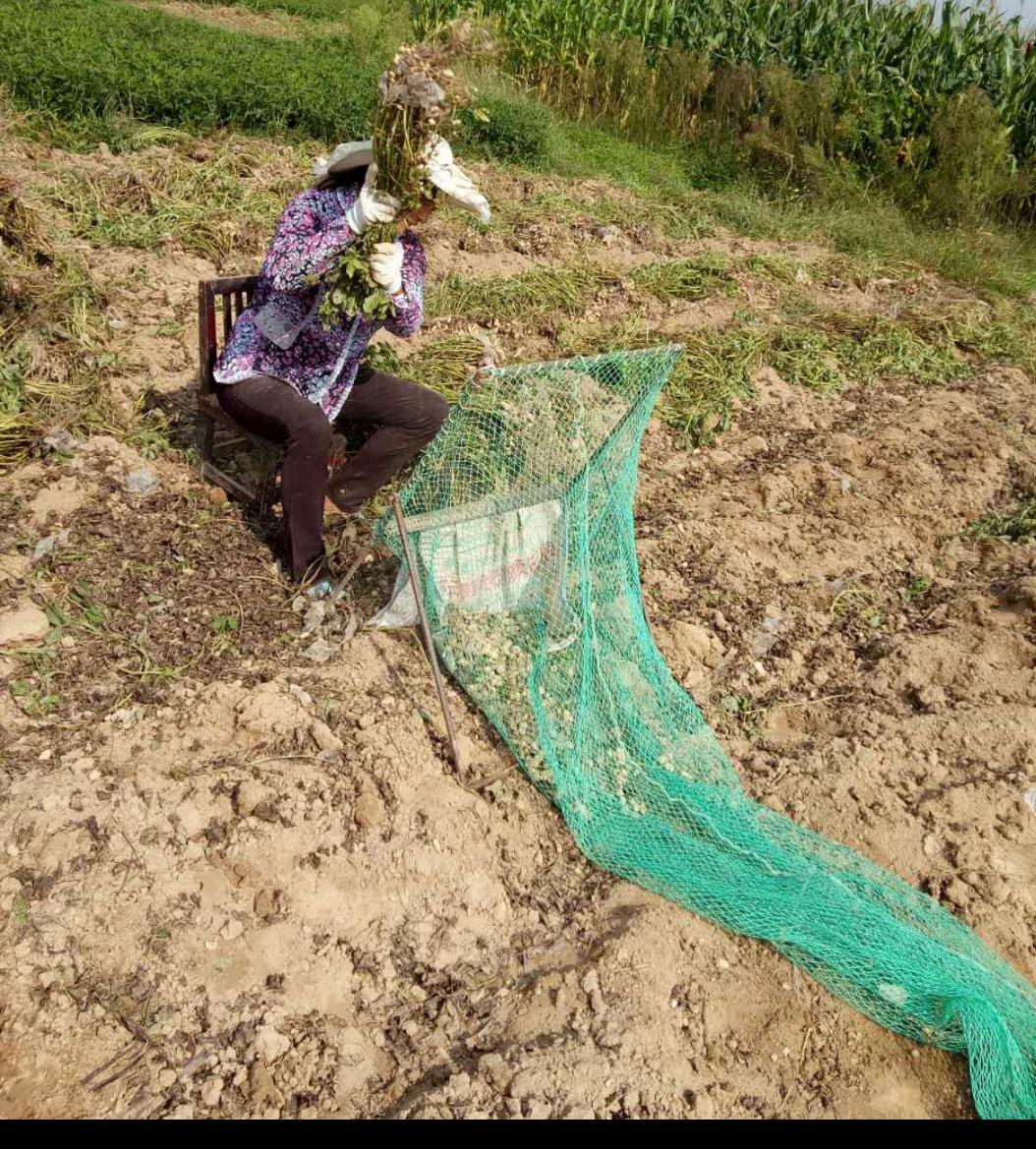 花生最新收购价格表,花生丰收后卖不出去