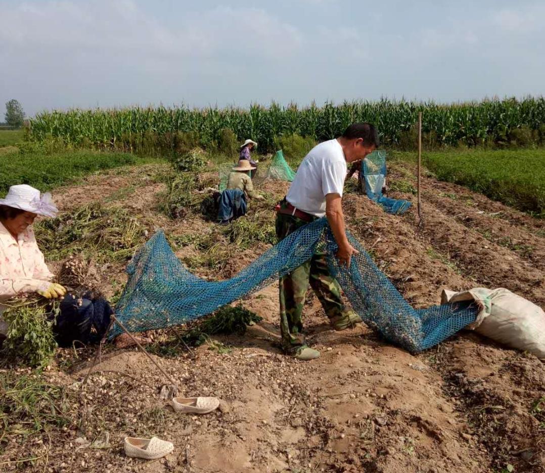 花生最新收购价格表,花生丰收后卖不出去