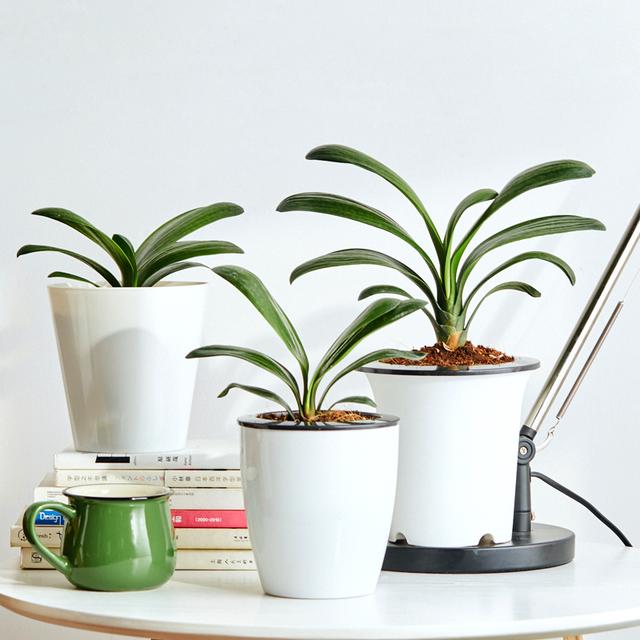 绿萝能除甲醛吗甲醛最怕三个克星,绿萝除甲醛效果最好的方法