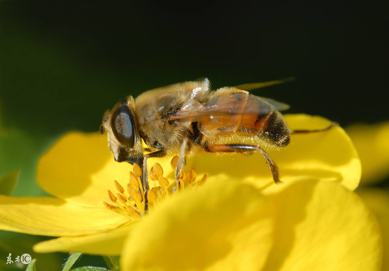 蜜蜂养殖技术500问,蜜蜂养殖技术试题及答案